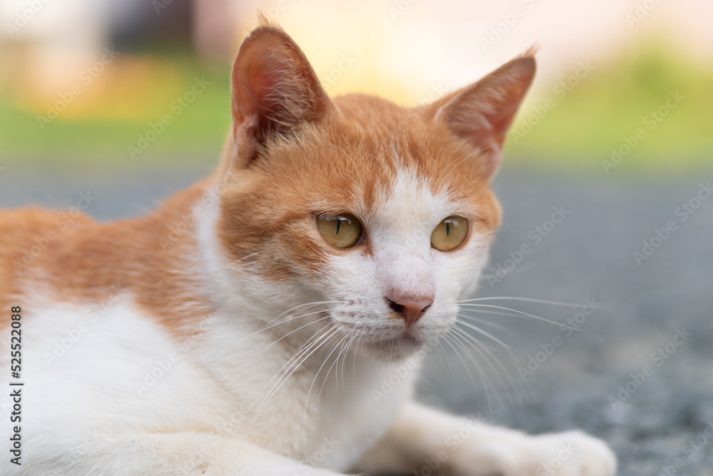 見つめる猫 茶トラ白 見つめる猫 茶トラ白