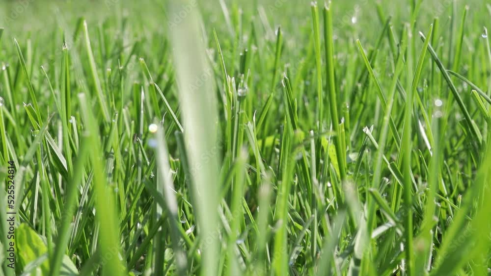Close-up of mowed green grass on a sunny day. High quality 4k footage