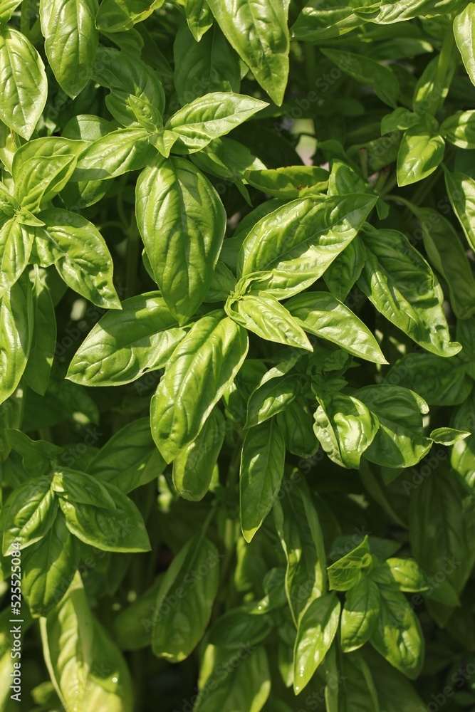 fresh basil leaves fresh basil leaves