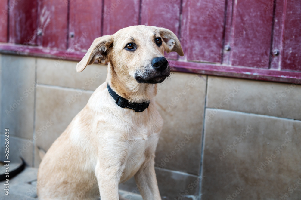 Dog in animal shelter waiting for adoption. Portrait of red homeless dog in animal shelter cage. Dog in animal shelter waiting for adoption. Portrait of red homeless dog in animal shelter cage.