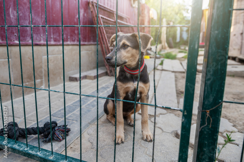 Dog in animal shelter waiting for adoption. Portrait of red homeless dog in animal shelter cage.