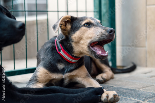 Dog in animal shelter waiting for adoption. Portrait of red homeless dog in animal shelter cage. © andyborodaty