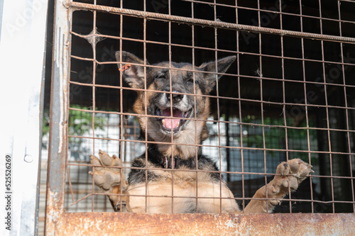 Dog in animal shelter waiting for adoption. Portrait of red homeless dog in animal shelter cage.