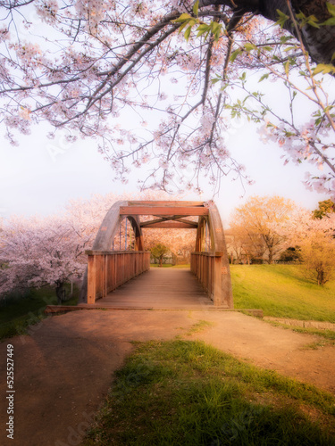 an old bridge in the cherry blossom garden.