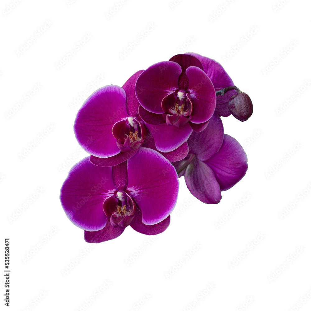Obraz premium Pink orchid on a white background. Isolated