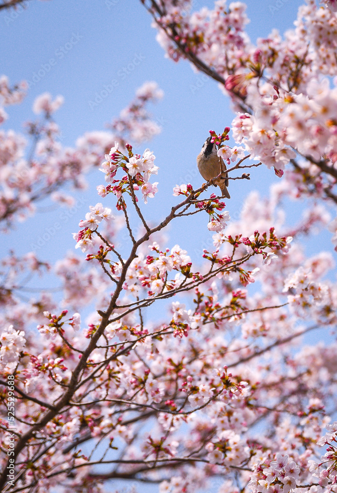 a sparrow is eating cherry blossom nectar on a tree branch. a sparrow is eating cherry blossom nectar on a tree branch.