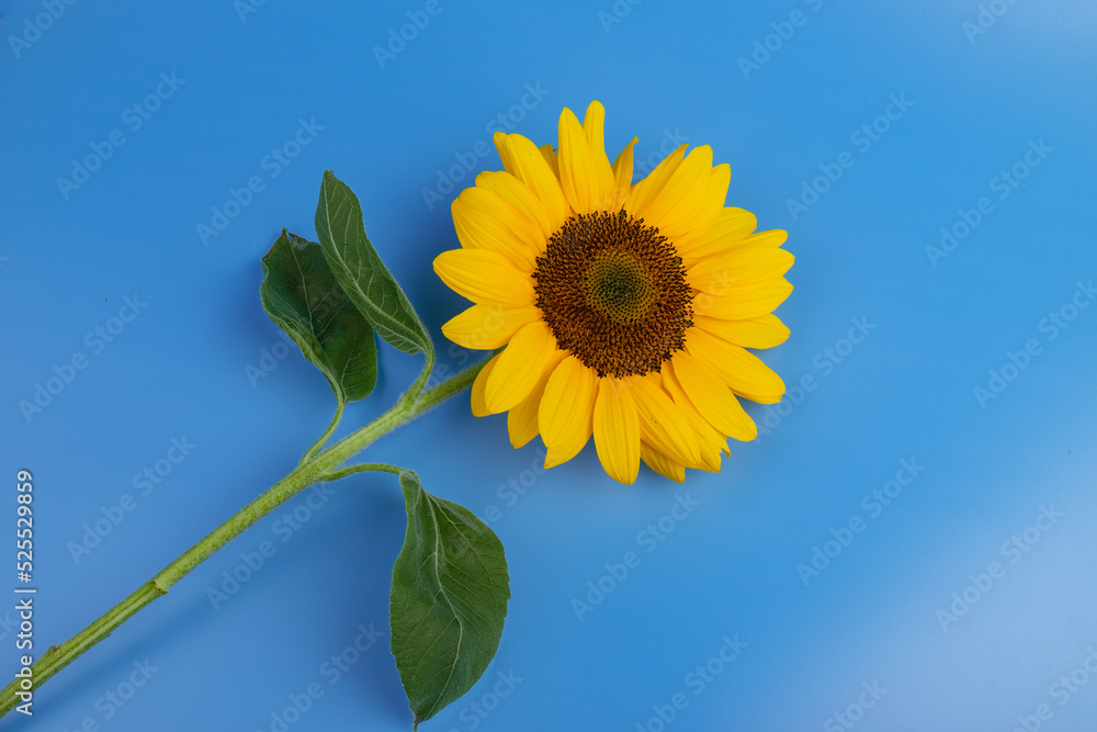 Bright yellow sunflower on blue. Sunflowers are a symbol of Ukraine. Copy space for your text. Bright yellow sunflower on blue. Sunflowers are a symbol of Ukraine. Copy space for your text.