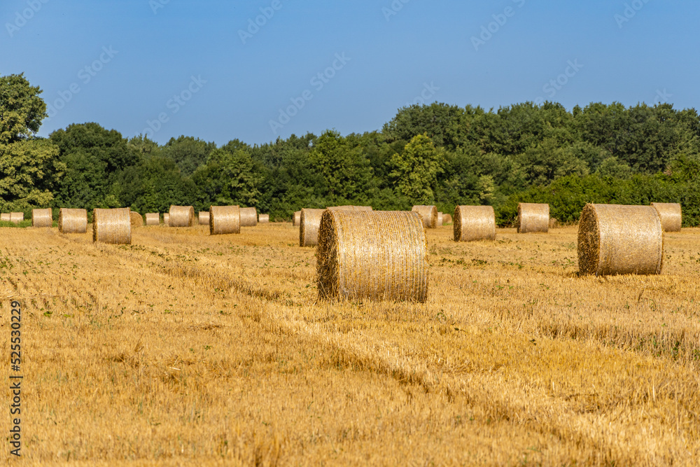 Straw collected in round bales after harvesting wheat in  endless field against blue summer sky. Blurred background. Selective focus. Close-up of golden bales of straw. Nature concept for design.