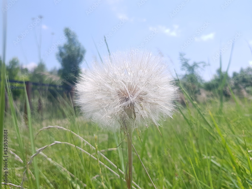 Obraz premium dandelion