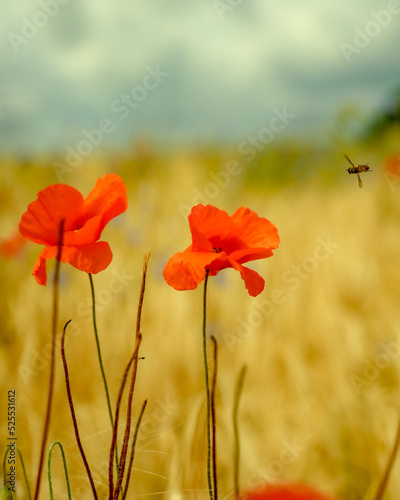 poppy field in the summer, bee peppered for landing