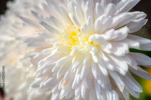 white dahlia flower © frank