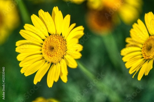 yellow flowers in the garden