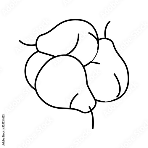 bunch pears line icon vector illustration