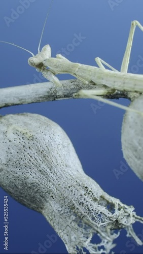 VERTICAL VIDEO, Close up of small praying mantis sits on Henbane dry flowers and washes on blue sky background. Crimean praying mantis (Ameles heldreichi) female on Black Henbane (Hyoscyamus niger) photo