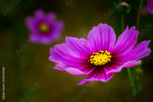 pink cosmos flower close up.