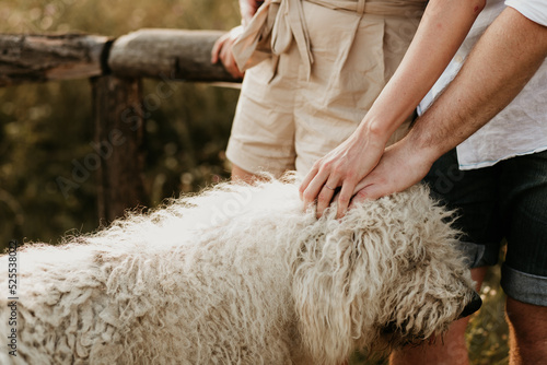 A couple is petting a dog. Patting the dog with hands at the same time. Summer animal lover moment.  White komondor dog with long hair.  photo
