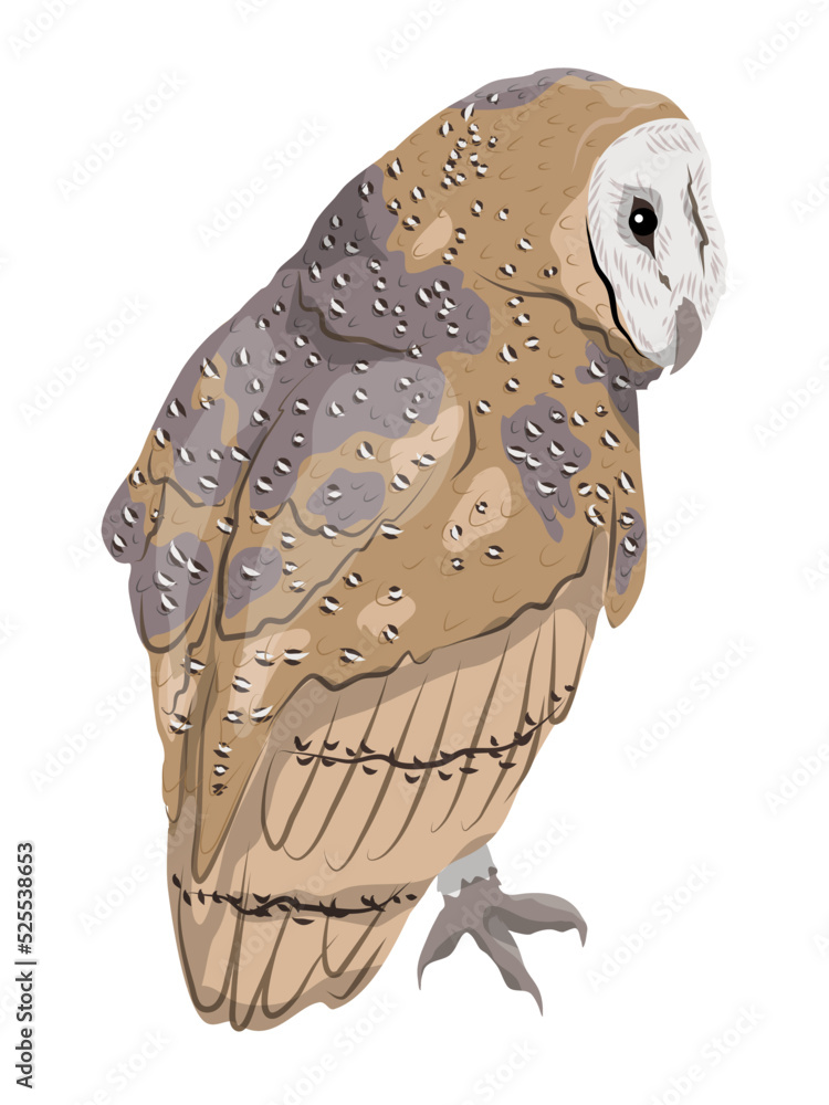 The barn owl sits on a branch with its back to the viewer. Wild ...