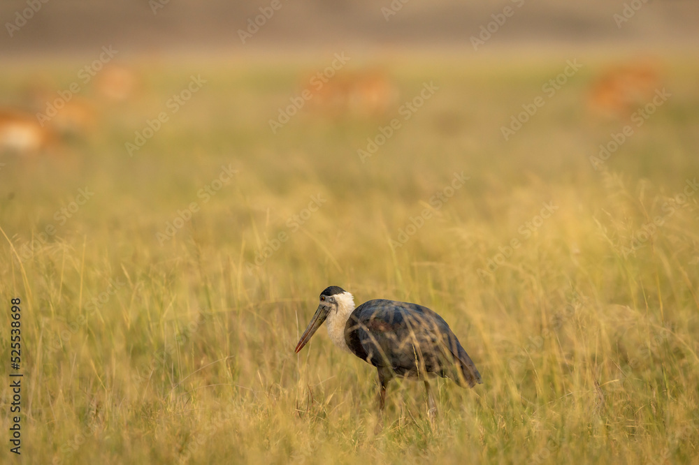 Obraz premium woolly necked stork or whitenecked stork bird closup or portrait in natural scenic grassland of tal chhapar sanctuary rajasthan india asia - Ciconia episcopus