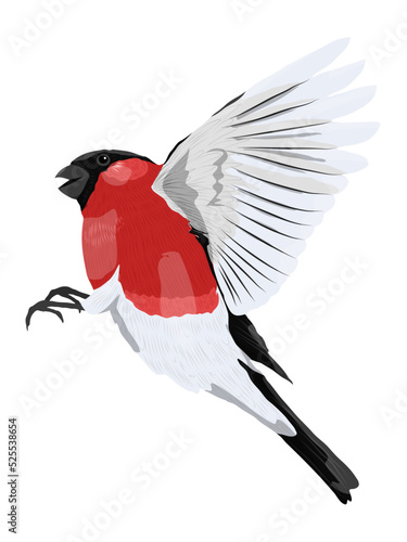 The male bullfinch is flying. Wild birds of Europe and Asia. Realistic vector bird