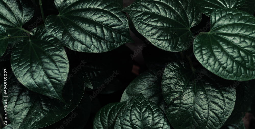 Roślinne zielone ciemne  tło, tekstura liści, botaniczny piękny template. - obrazy, fototapety, plakaty 