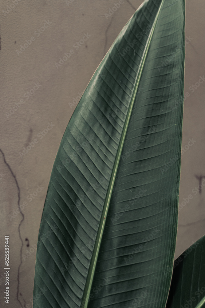 Tropical plant backround, dark green exotic leaves, jungle texture .