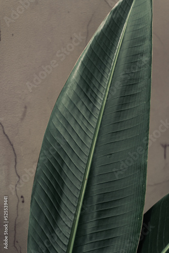 Obraz na płótnie Tropical plant backround, dark green exotic leaves, jungle texture . w salonie