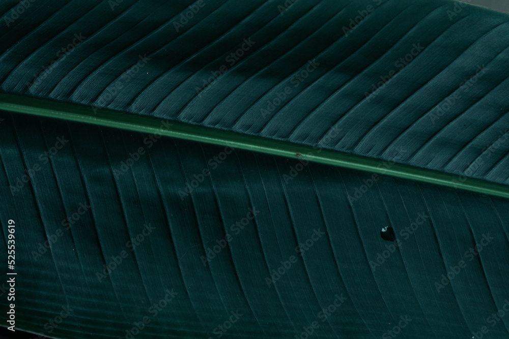 Tropical plant backround, dark green exotic leaves, jungle texture .