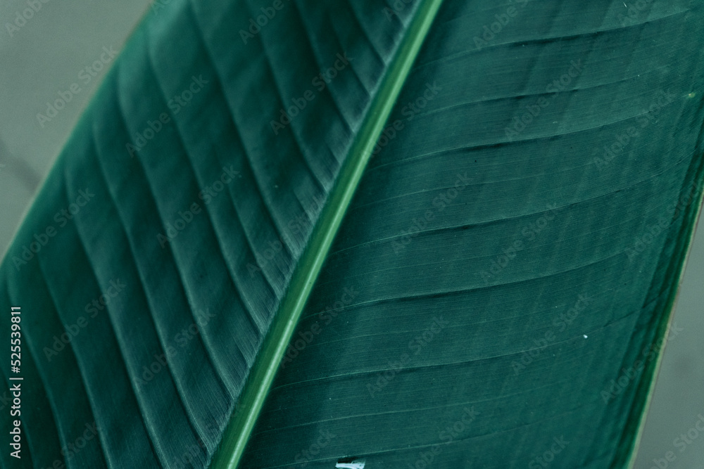 Tropical plant backround, dark green exotic leaves, jungle texture .