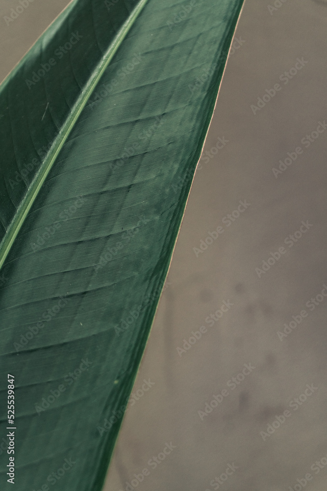 Tropical plant backround, dark green exotic leaves, jungle texture .