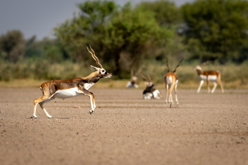 Wandcirkels Antilope Springende blackbuck antilope in graslandschap  © Sourabh