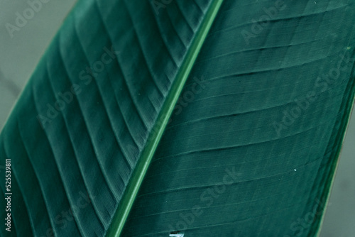 Obraz na płótnie Tropical plant backround, dark green exotic leaves, jungle texture . w salonie