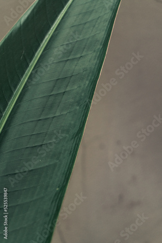 Obraz na płótnie Tropical plant backround, dark green exotic leaves, jungle texture . w salonie