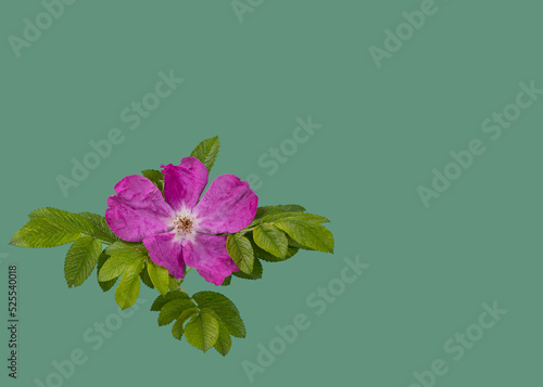 Wild rose is floral emblem of Alberta province. greeting card. Heritage Day in Alberta concept. photo