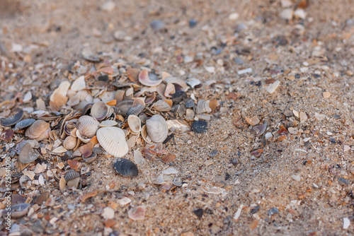 Sea shell on the sand. Beach background. Marine theme. Small depth of field