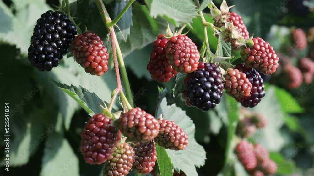 Ripe and unripe blackberry berries on a branch with leaves. Blackberries ripening on a branch, gardening, growing blackberries. Close-up. High quality 4k footage Ripe and unripe blackberry berries on a branch with leaves. Blackberries ripening on a branch, gardening, growing blackberries. Close-up. High quality 4k footage