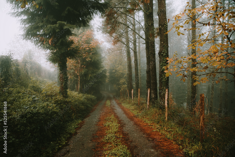 Nice forest with many trees surrounded by fog Nice forest with many trees surrounded by fog