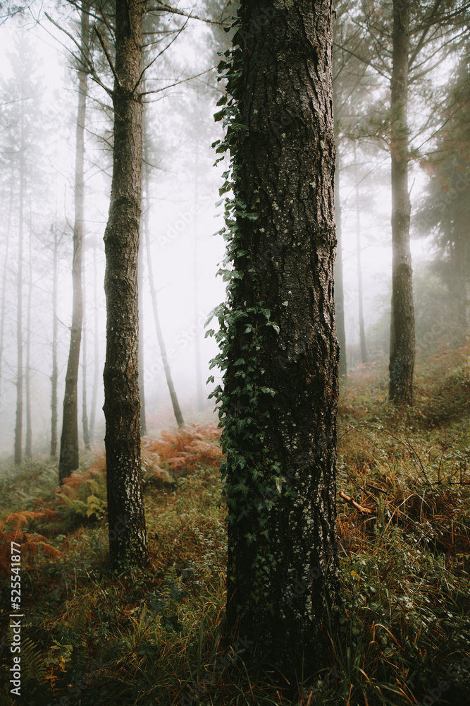 Nice forest with many trees surrounded by fog Nice forest with many trees surrounded by fog