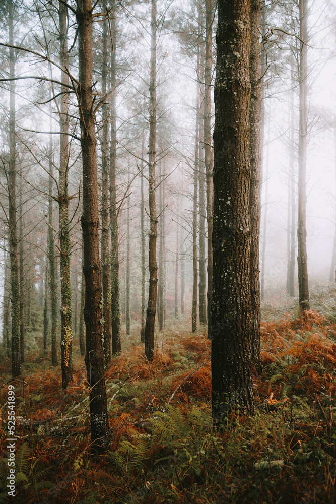 Nice forest with many trees surrounded by fog Nice forest with many trees surrounded by fog