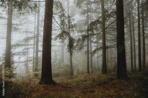 Nice forest with many trees surrounded by fog photo