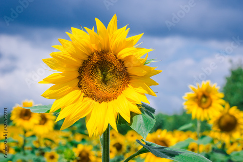 Field of blooming sunflowers on the background of a blue cloudy sky. Beautiful blooming yellow sunflowers on a summer field. Yellow and blue are Ukrainian national colors