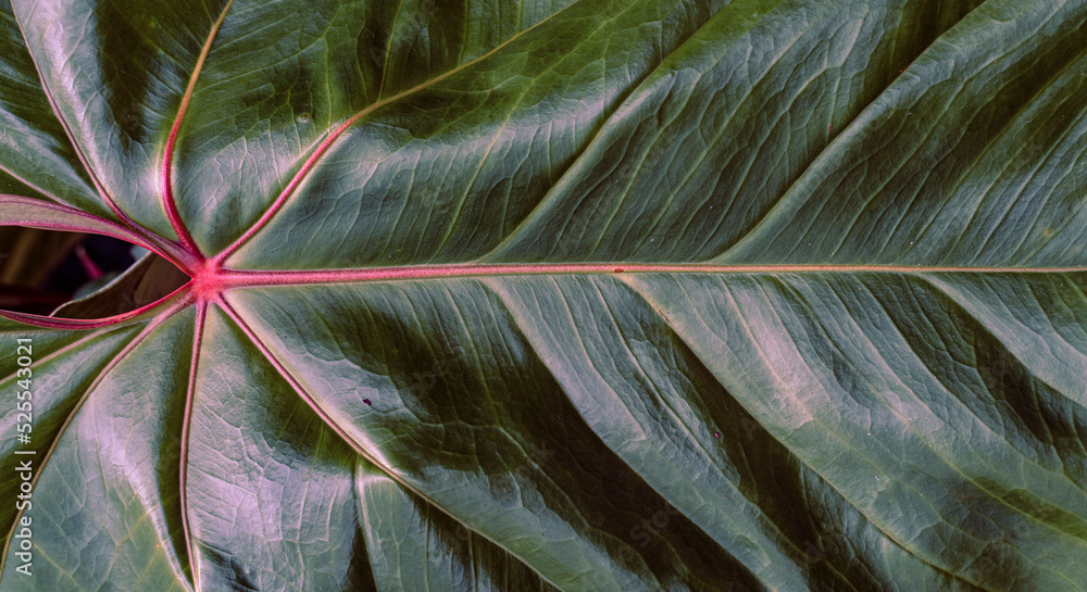 Tropical plant backround, dark green exotic leaves, jungle texture .