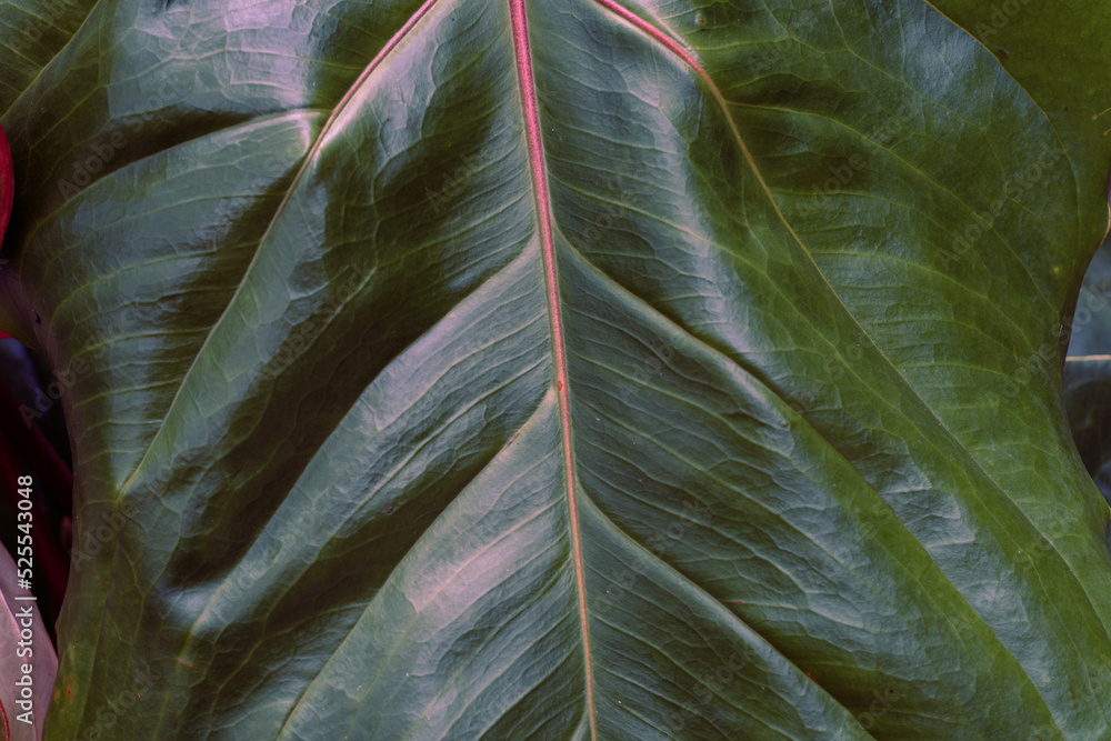 Tropical plant backround, dark green exotic leaves, jungle texture .