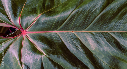 Obraz na płótnie Tropical plant backround, dark green exotic leaves, jungle texture . w salonie