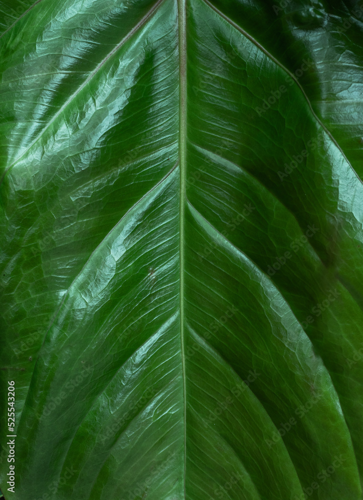 Tropical plant backround, dark green exotic leaves, jungle texture .