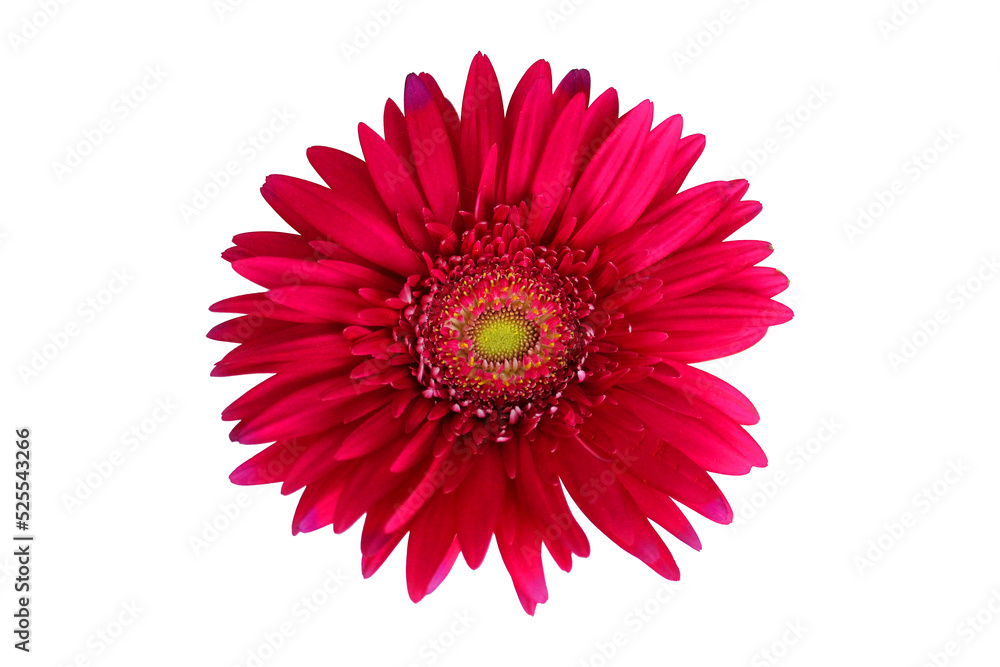 white-red gerbera isolate, variegated gerbera on a white background, colorful chamomile, pink flower on a white background with clipping path close-up