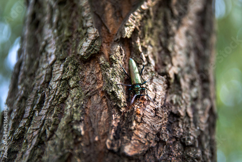 Musk beetle Aromia moschata closeup