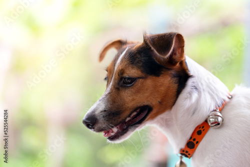 Portrait of Jack Russell Terrier © Classic