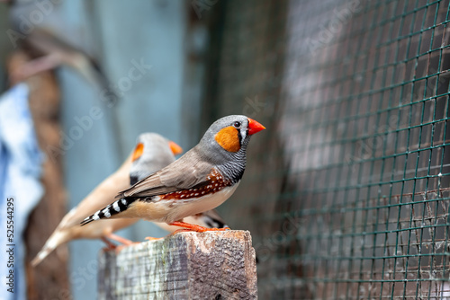 Zebra finch exotic bird (Taeniopygia guttata) in a large cage
 photo