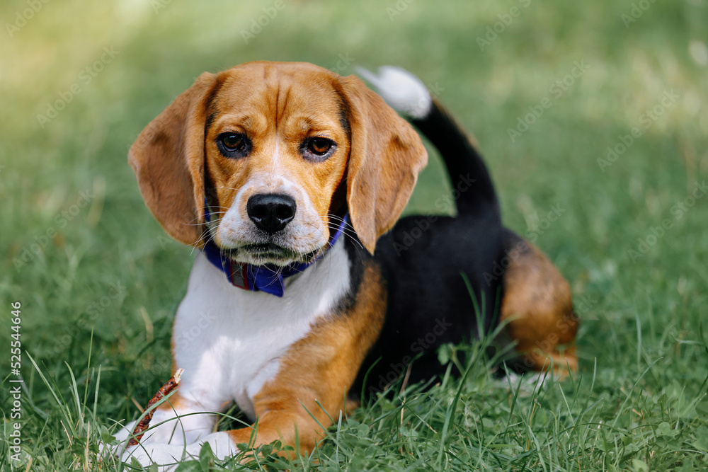 Portrait of a dog breed Beagle on a background of grass.