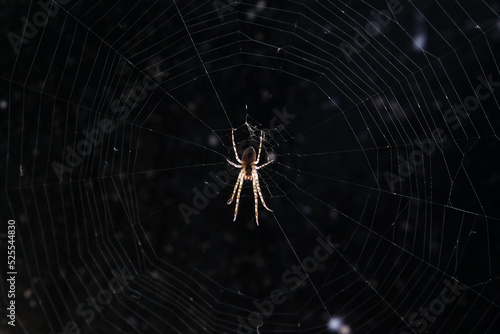 Spider on the web on dark background outdoors front view close up